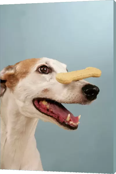 Dog - Greyhound with biscuit balanced on his nose