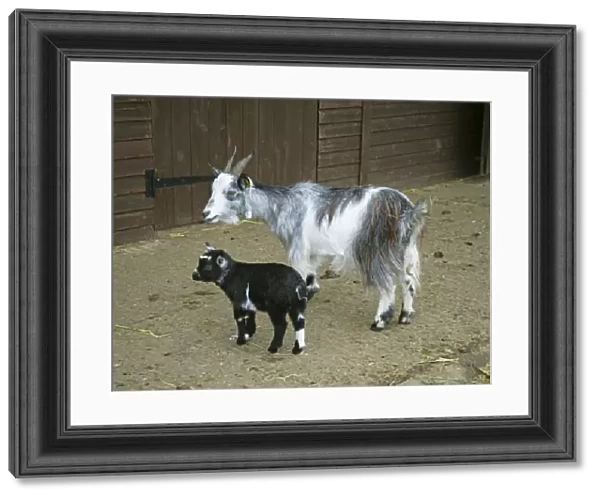Pygmy Goat & kid in farm yard