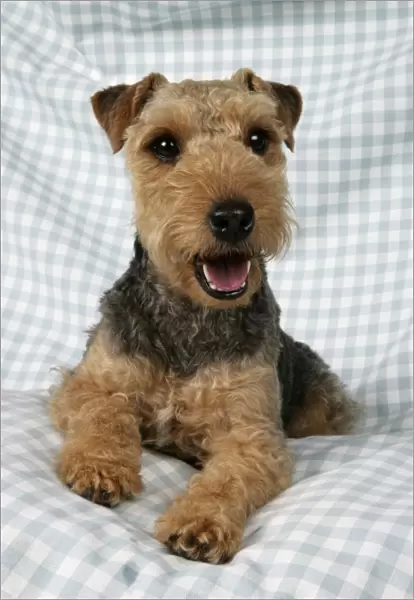 Dog - Lakeland Terrier on blue and white checked material