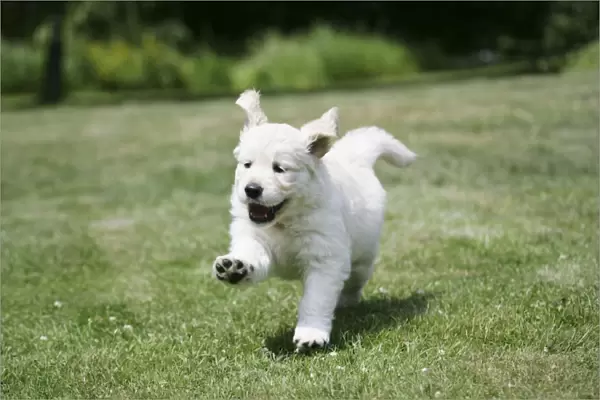 Golden Retriever puppy running on lawn - 7 weeks
