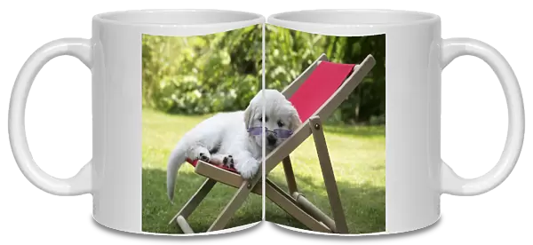 Golden Retriever puppy wearing sunglasses in deckchair - 7 weeks