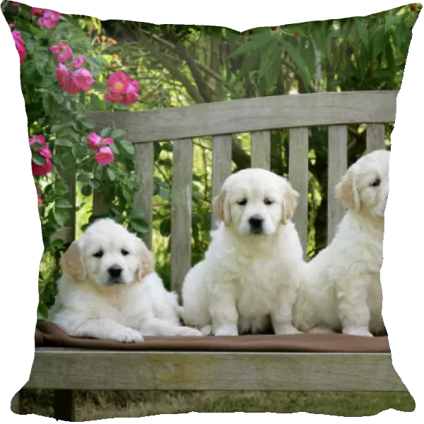Golden Retriever puppies on garden bench - 7 weeks