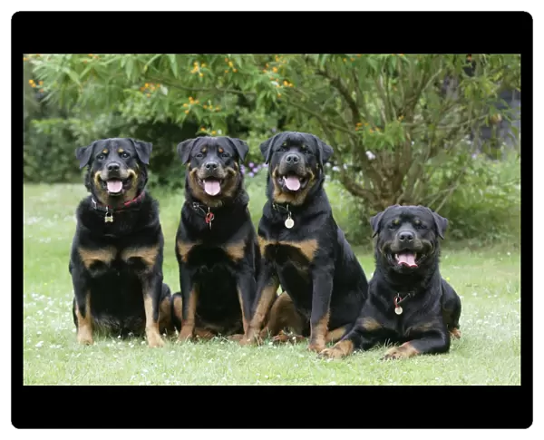 Dog - Rottweilers sitting down together