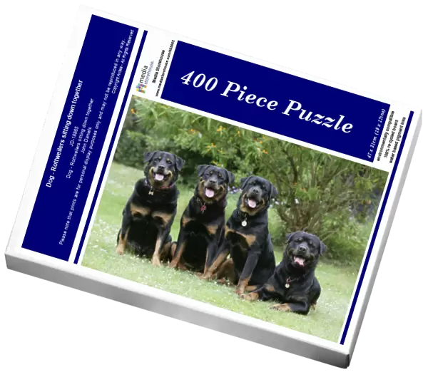 Dog - Rottweilers sitting down together