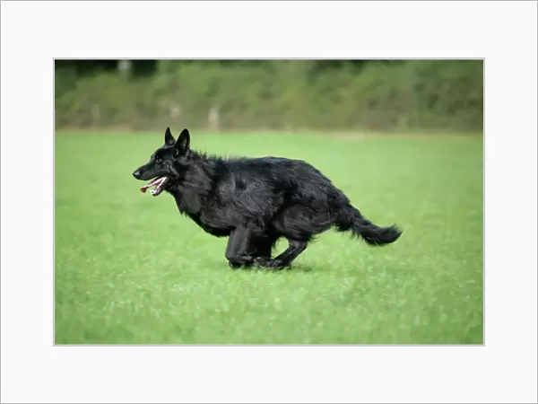 German Shepherd Dog - Running in field