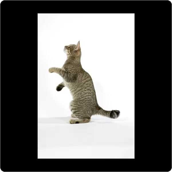 Cat - Pixie-Bob standing on back legs