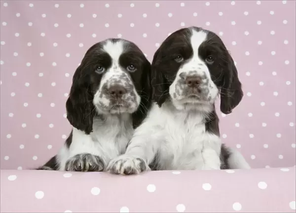 Dog - Springer Spaniels (approx 10 weeks old) with paws over ledge