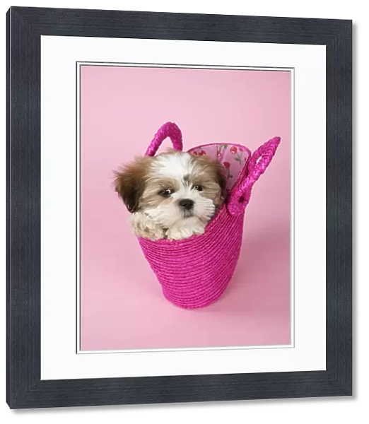 Dog - Shih Tzu - 10 week old puppy in a pink bag