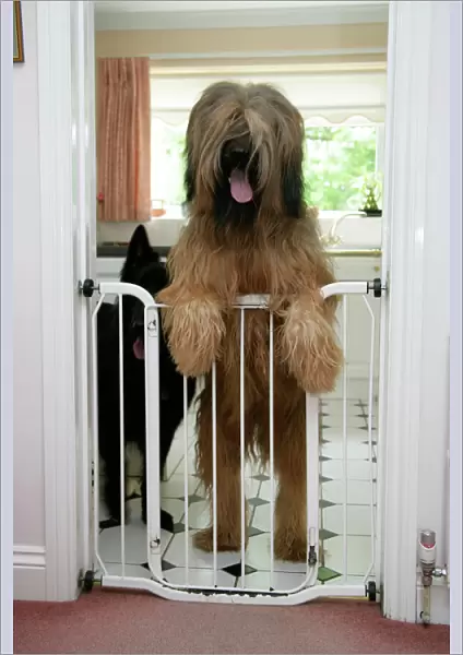 DOG - Briard dog behind baby gate, looking over