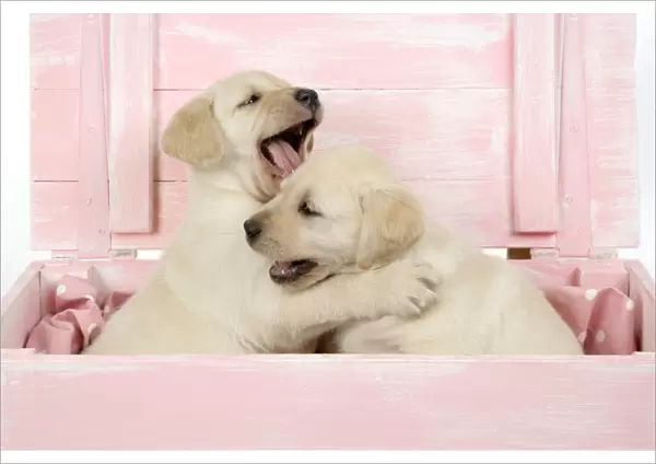 DOG. Labrador retriever puppies playing in a wooden box