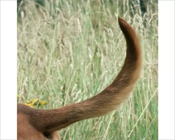 Bloodhound Dog Tail