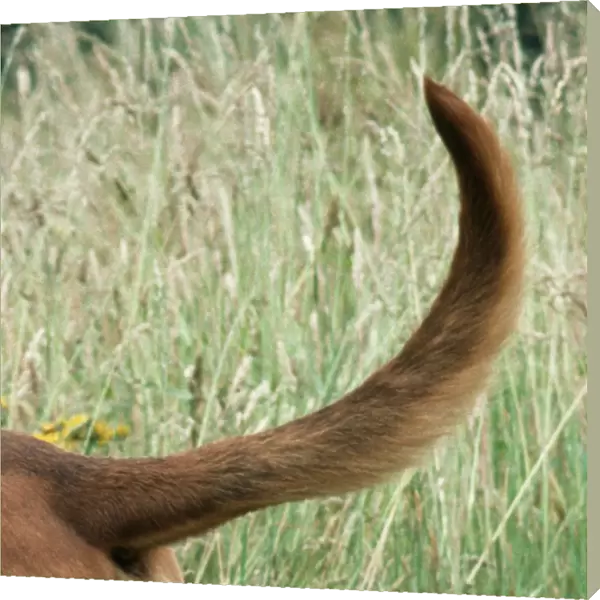 Bloodhound Dog Tail