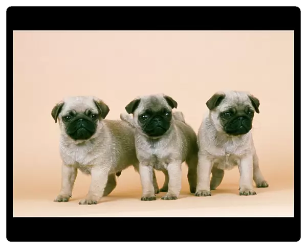 Pug Dog - x3 puppies