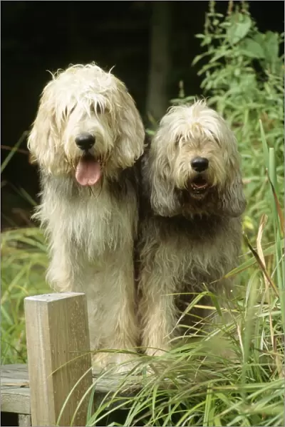 Dogs - Otterhound Dogs sitting together