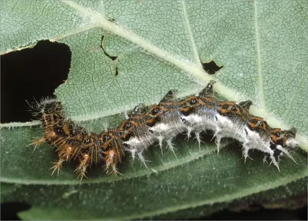 Comma Butterfly - larvae  /  Caterpillar eating leaf