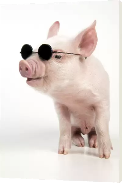 PIG - Piglet wearing sunglasses
