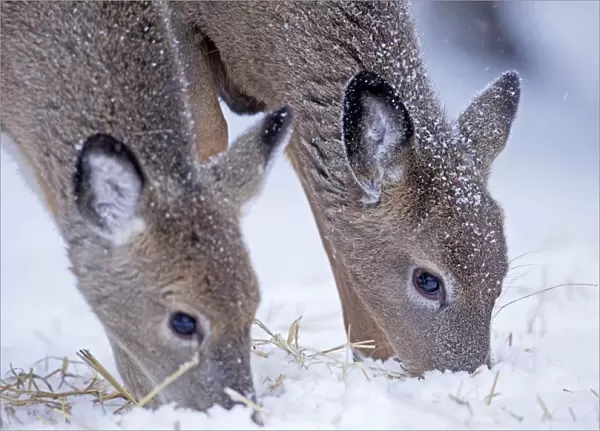White-tailed Deer - feeding in winter snow - New York - USA