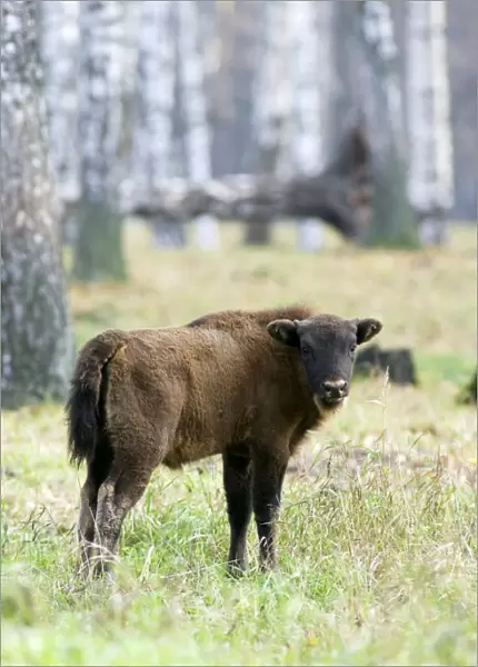 European Bison - young calf - a member of a larger herd living wild but fed supplementary - enclosure in a birch-forest of Okskii Wildlife Reserve - near Ryazan - central Russia - autumn - September Ok39. 1503
