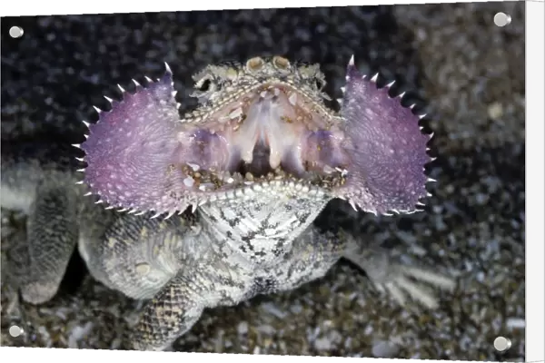 Secret Toad-Headed Agama - dispays it's 'collar' when being disturbed - sand dunes - desert - Caspian sea shore - Turkmenistan - Spring - April Tm31. 0529