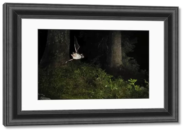 Bechstein's Bat - in flight in a Picea sp. mountain forest - Jura Mountain - Switzerland
