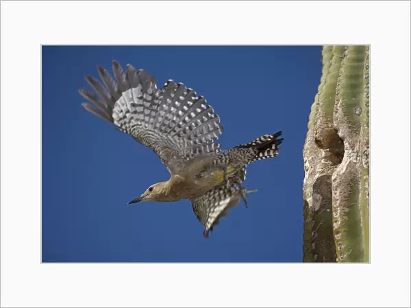 Gila Woodpecker - emerging from nest hole in Saguaro Cactus - Sonoran Desert - Arizona - USA