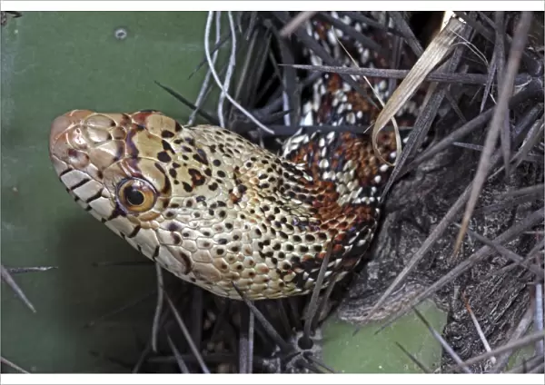 Sonoran Gopher Snake Head - on cactus - Arizona - USA - Distribution: southward from southern Colorado through most of Arizona - New Mexico and western Texas into Mexico