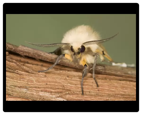 Buff Ermine Moth - male showing antennae - Essex, UK IN000882