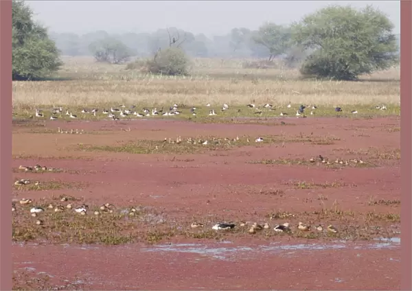 Azorella plant - covering water surface - with mixed species birds - Keoladeo Ghana National Park Bharatpur - Rajasthan - India LA003923