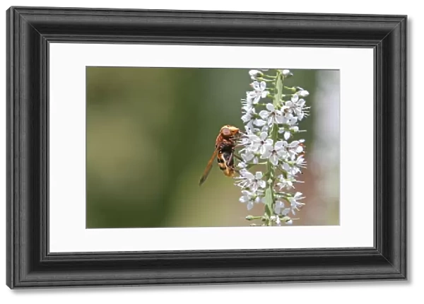 Hornet Mimic Hoverfly - on garden flower - Essex - UK IN000972