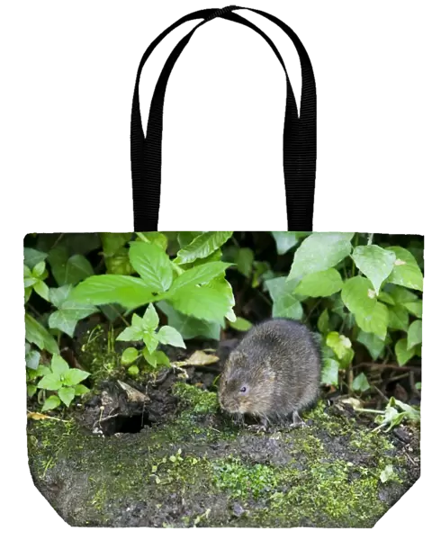 Water Vole - Feeding on river bank - Sussex - UK MA002347