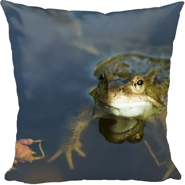 Common Frog - in pond - Essex - UK RE000229