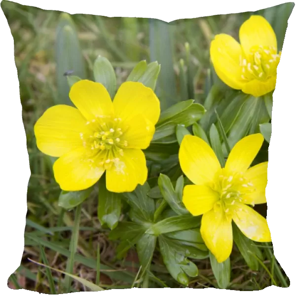 Winter Aconite - clump of flowers - Wiltshire - England - UK