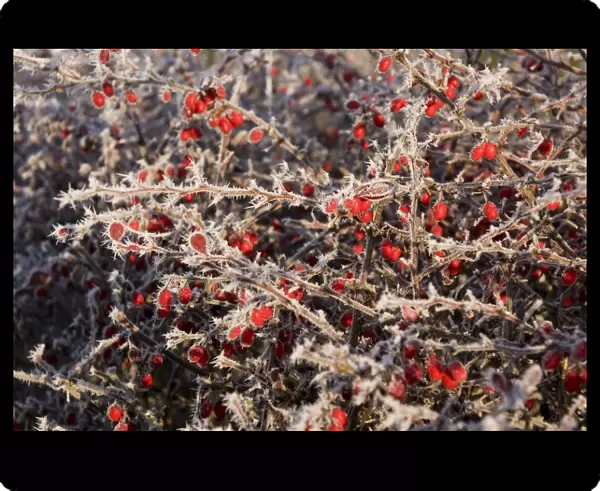 Frost on Cotoneaster Berries - UK