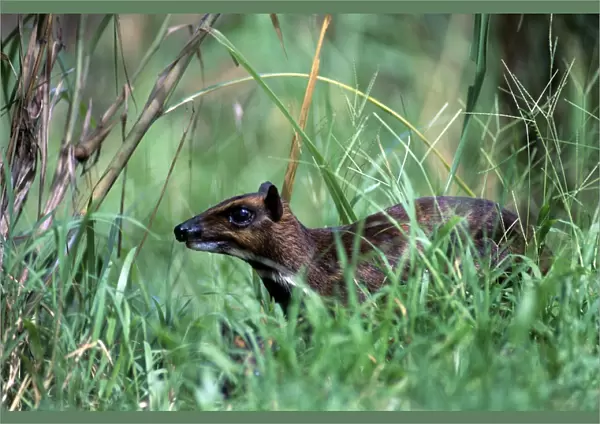 Philippines Mouse Deer