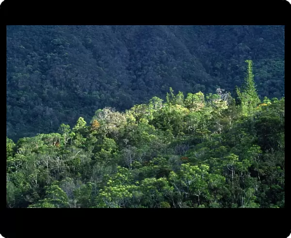 New Caledonia - Pacific Islands - Blue River Regional Park - remaining tropical rainforest habitat of the Kagu (Rhynochetos jubatus) - endemic