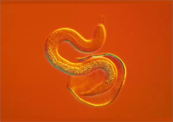 Light Micrograph - a roundworm hatching from its egg against an orange background. CHI0515
