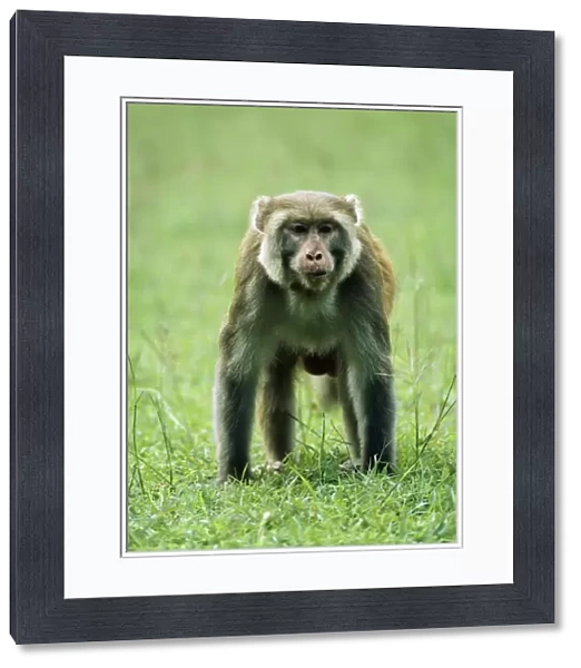 Rhesus Macaque Monkey JVG 2255 Male, India. Macaca mulatta © Joanna Van Gruisen  /  ardea. com