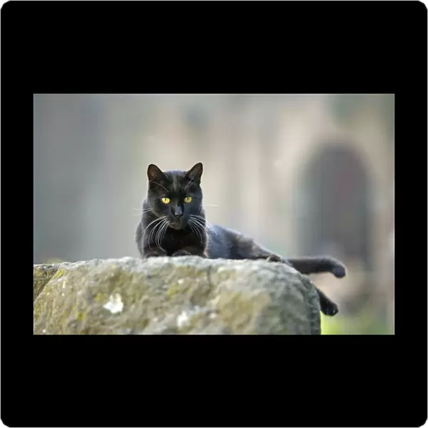 Cat - Black cat on stone wall - pyramid of Caius Cestius - Rome - Italy