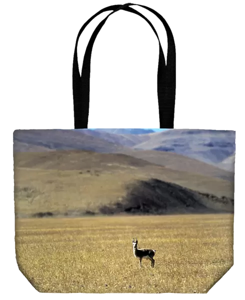 Tibetan Gazelle - male - Tibet