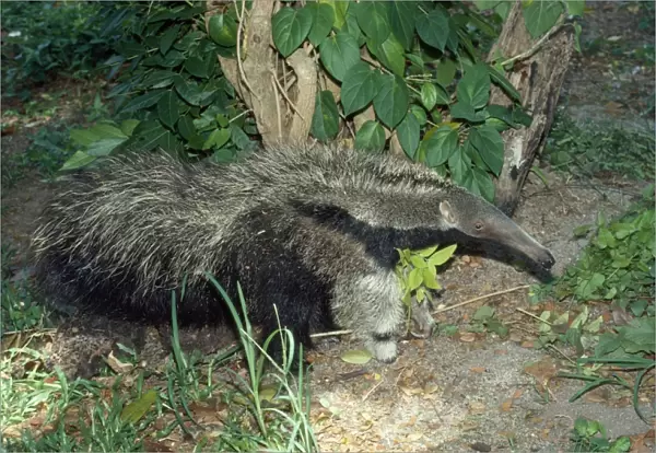 Giant Anteater - Guyana South America