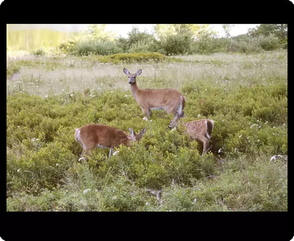 White-tailed Deer - Doe with fawns - September - Acadian National Park Maine - USA