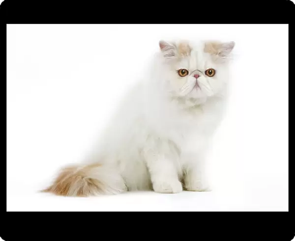 Persian Cream and White Van Cat