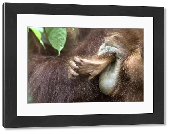 Sumatran Orangutan - Mother's foot wrapped around her baby's foot - North Sumatra - Indonesia - *Critically Endangered