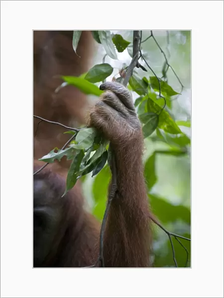 Sumatran Orangutan - Hand grasping branch while climbing - North Sumatra - Indonesia - *Critically Endangered