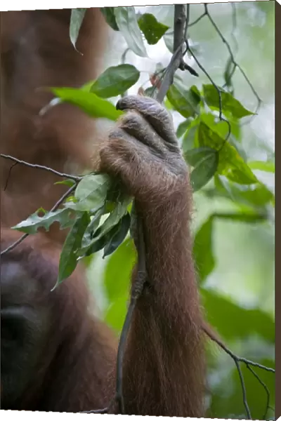 Sumatran Orangutan - Hand grasping branch while climbing - North Sumatra - Indonesia - *Critically Endangered