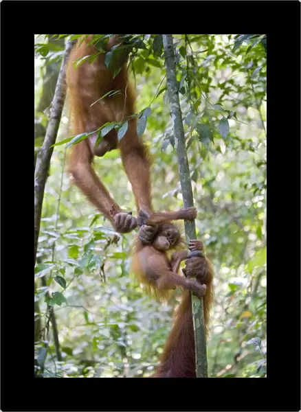 Sumatran Orangutan - Sub-adult female grabbing another female's 9 month old infant - North Sumatra - Indonesia - *Critically Endangered