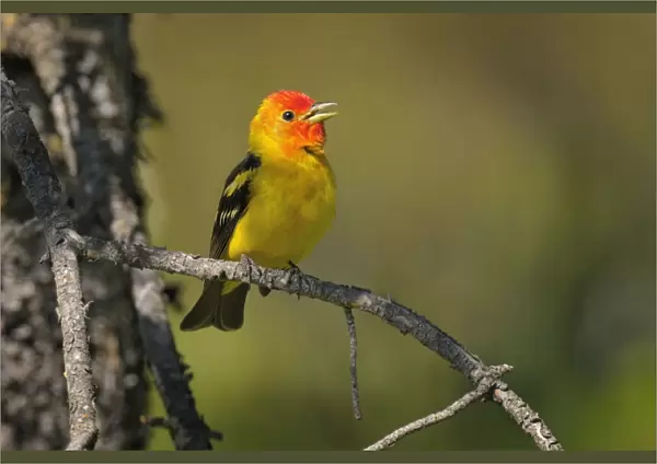 Western Tanager - male perched on Pine Tree singing - Western U. S. - Summer _D3D1398