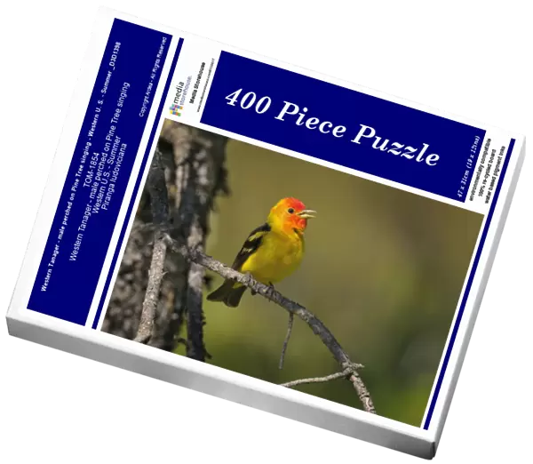 Western Tanager - male perched on Pine Tree singing - Western U. S. - Summer _D3D1398