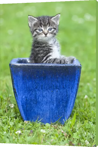 Cat - kitten playing in plant pot on lawn - Lower Saxony - Germany