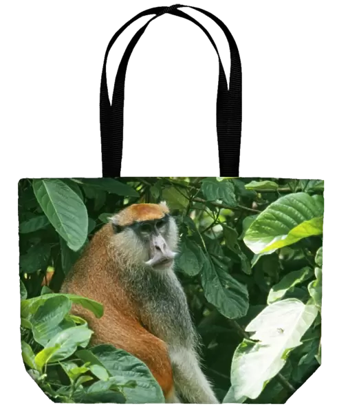 Patas Monkey WAT 4465 Africa Erythrocebus patas © M. Watson  /  ardea. com